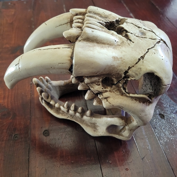 Smilodon Saber Tooth Tiger ๐
Skull Replica ๐ฏ - Picture 2 of 7